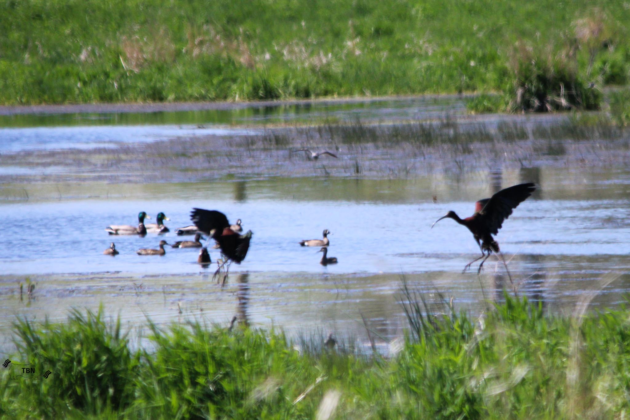 Glossy Ibis